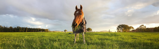 Preparing Your Horse for Winter: Rug Care, Waterproofing and Gear Essentials